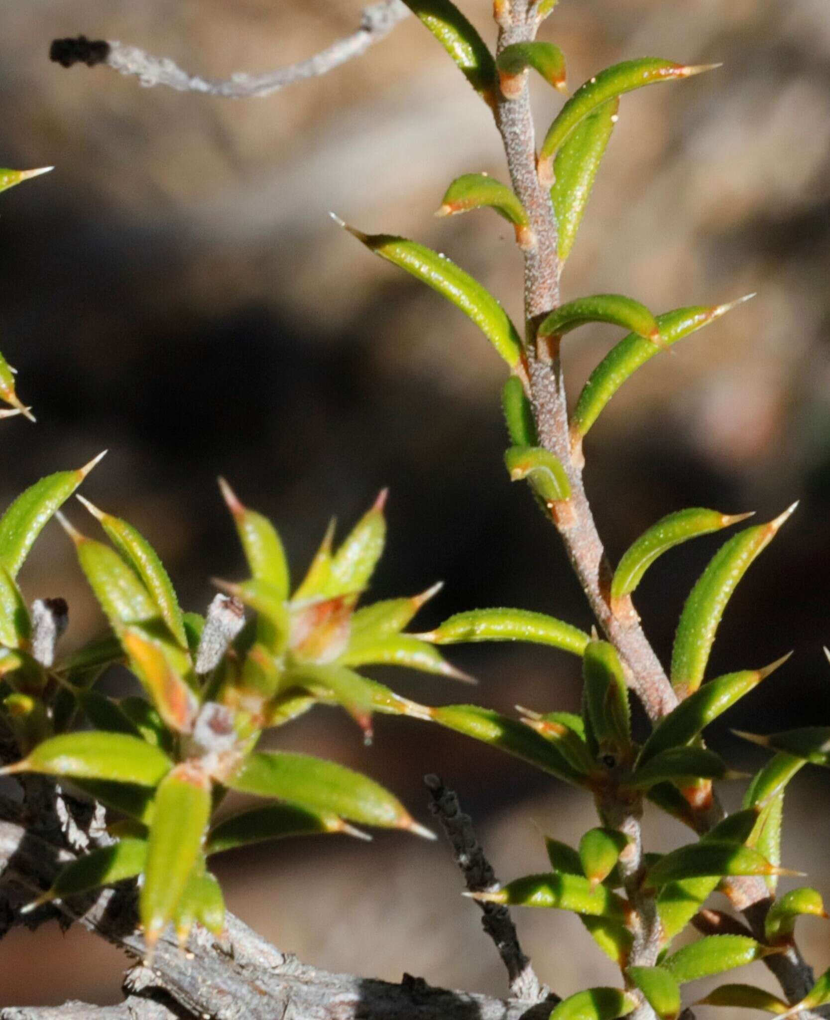 Image of Hibbertia arcuata J. R. Wheeler