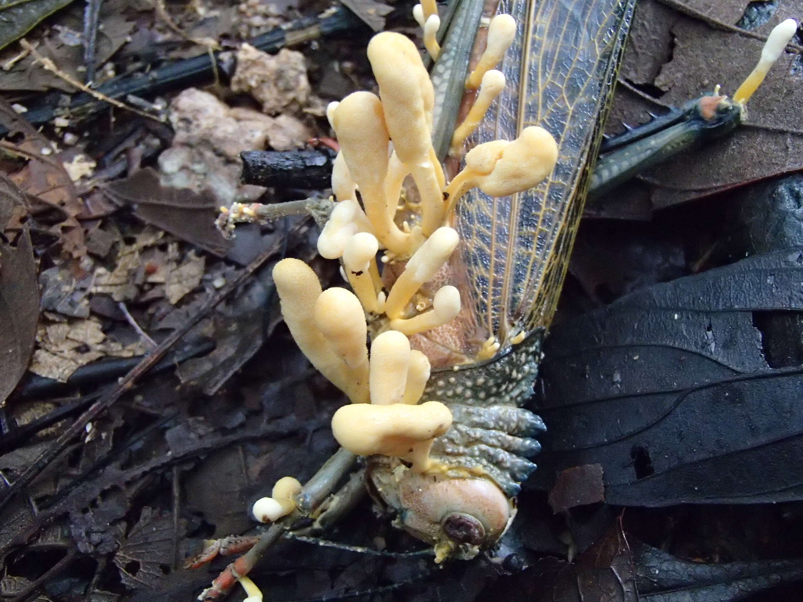 Image de Ophiocordyceps