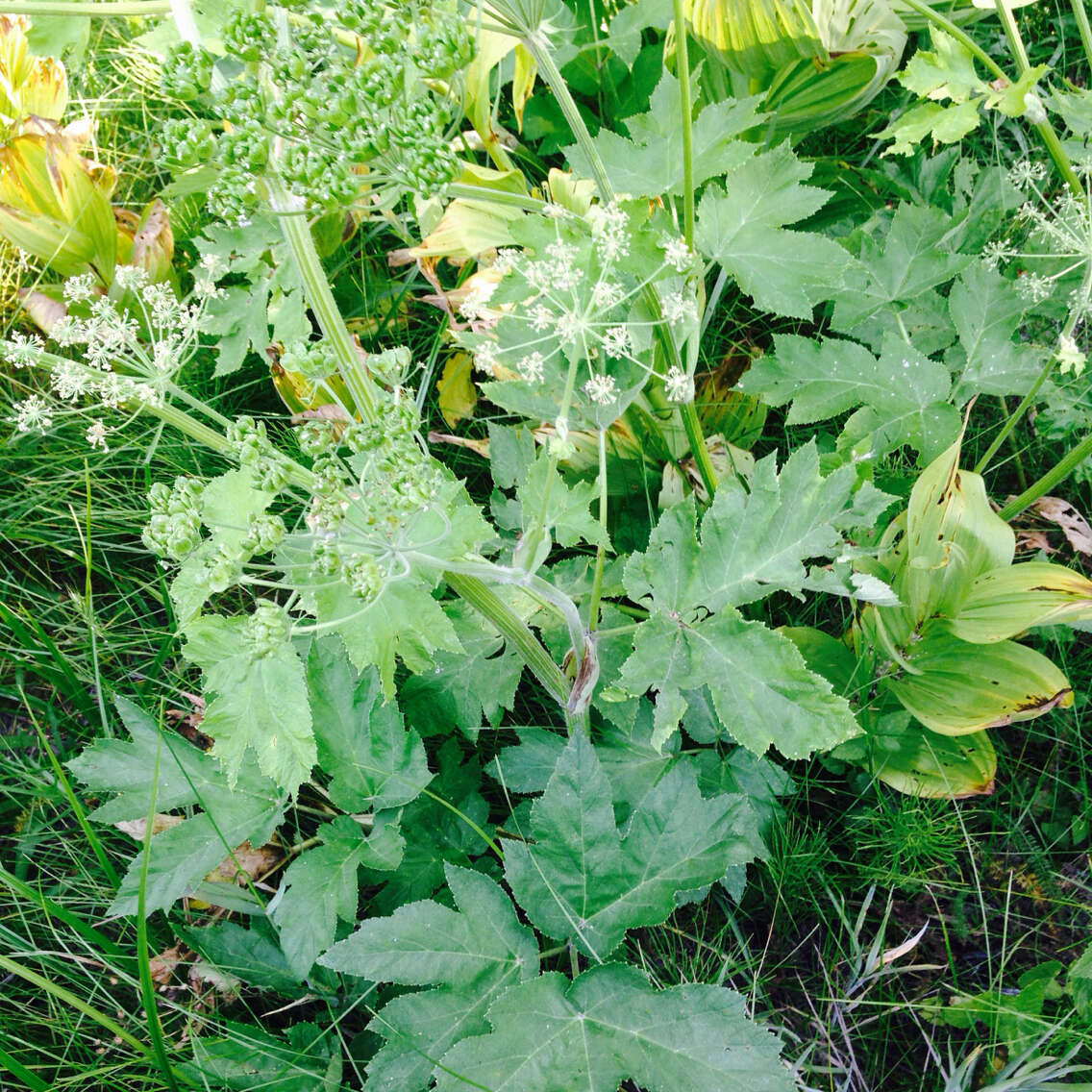 Plancia ëd Heracleum sphondylium subsp. montanum (Schleicher ex Gaudin) Briq.