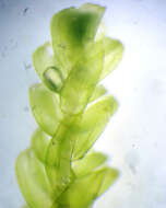 صورة <i>Hygrohypnella ochracea</i>