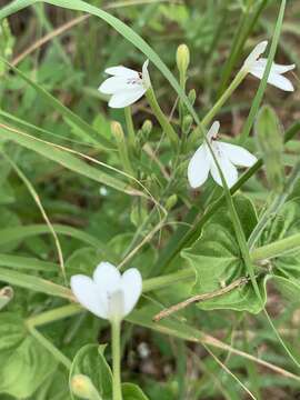 Rhinacanthus xerophilus A. Meeuse resmi