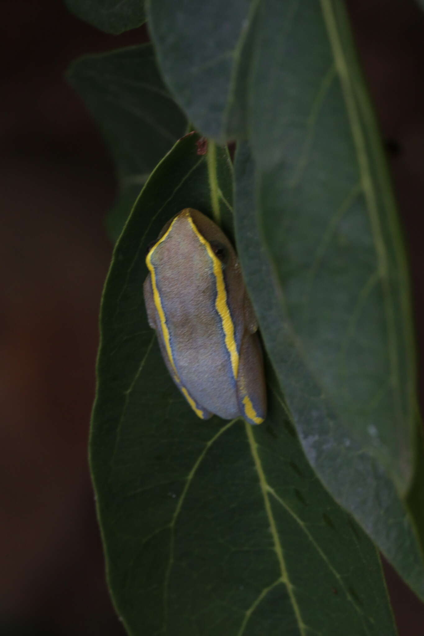 Image of Heterixalus luteostriatus (Andersson 1910)