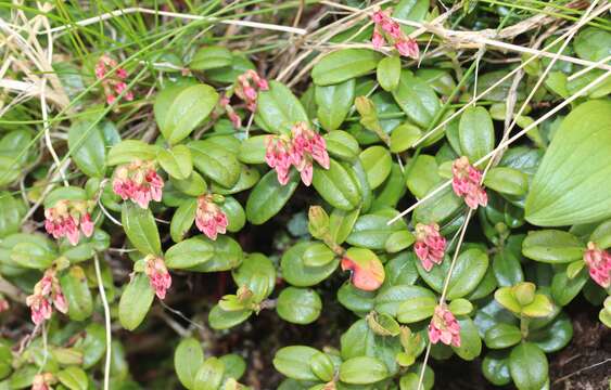 Image of lingonberry