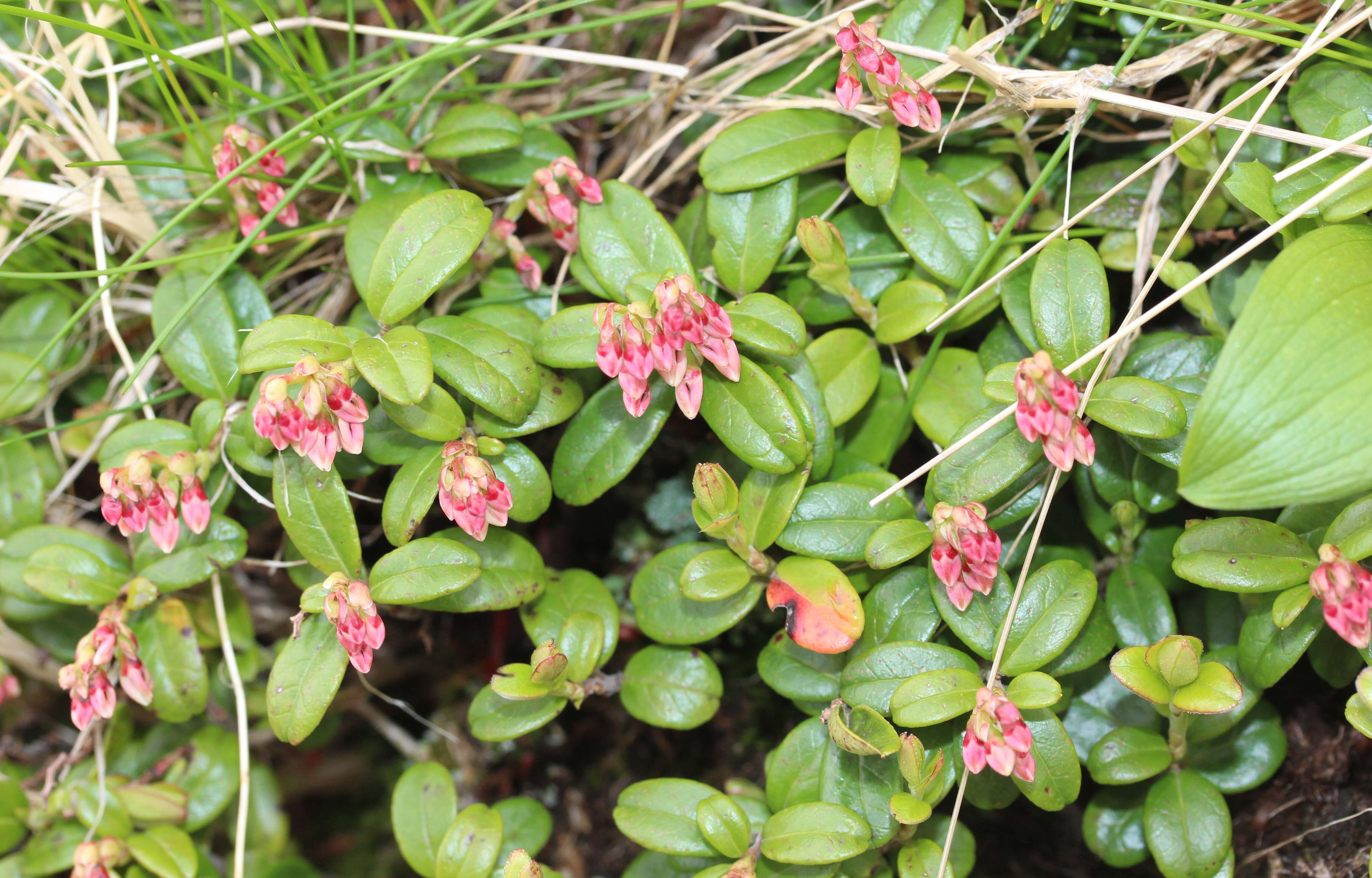 Image of lingonberry