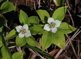 Image of bunchberry dogwood