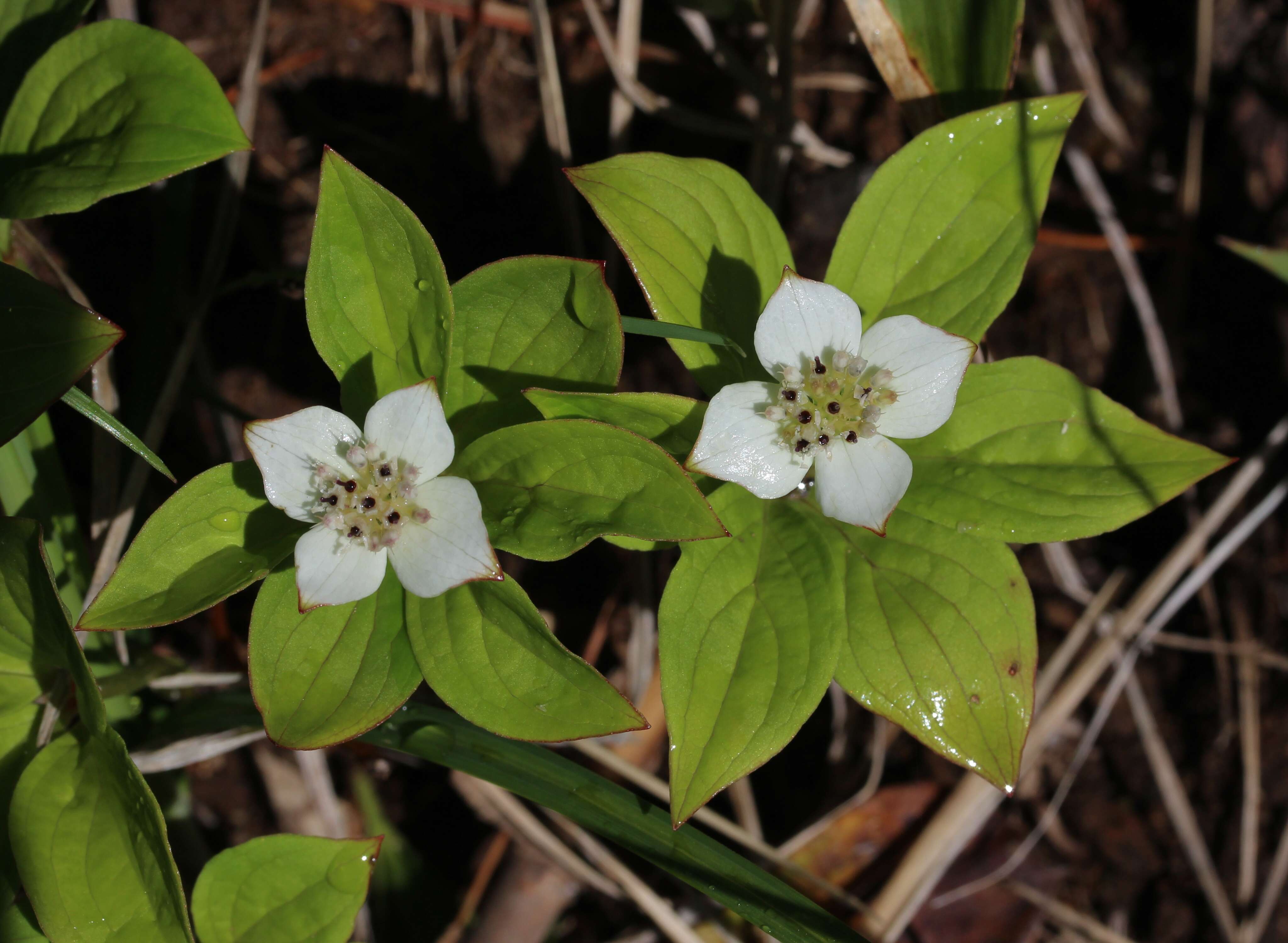 Image of bunchberry dogwood