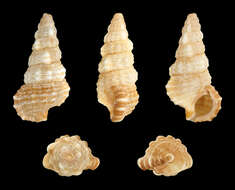 Image of Cerithium dialeucum Philippi 1849