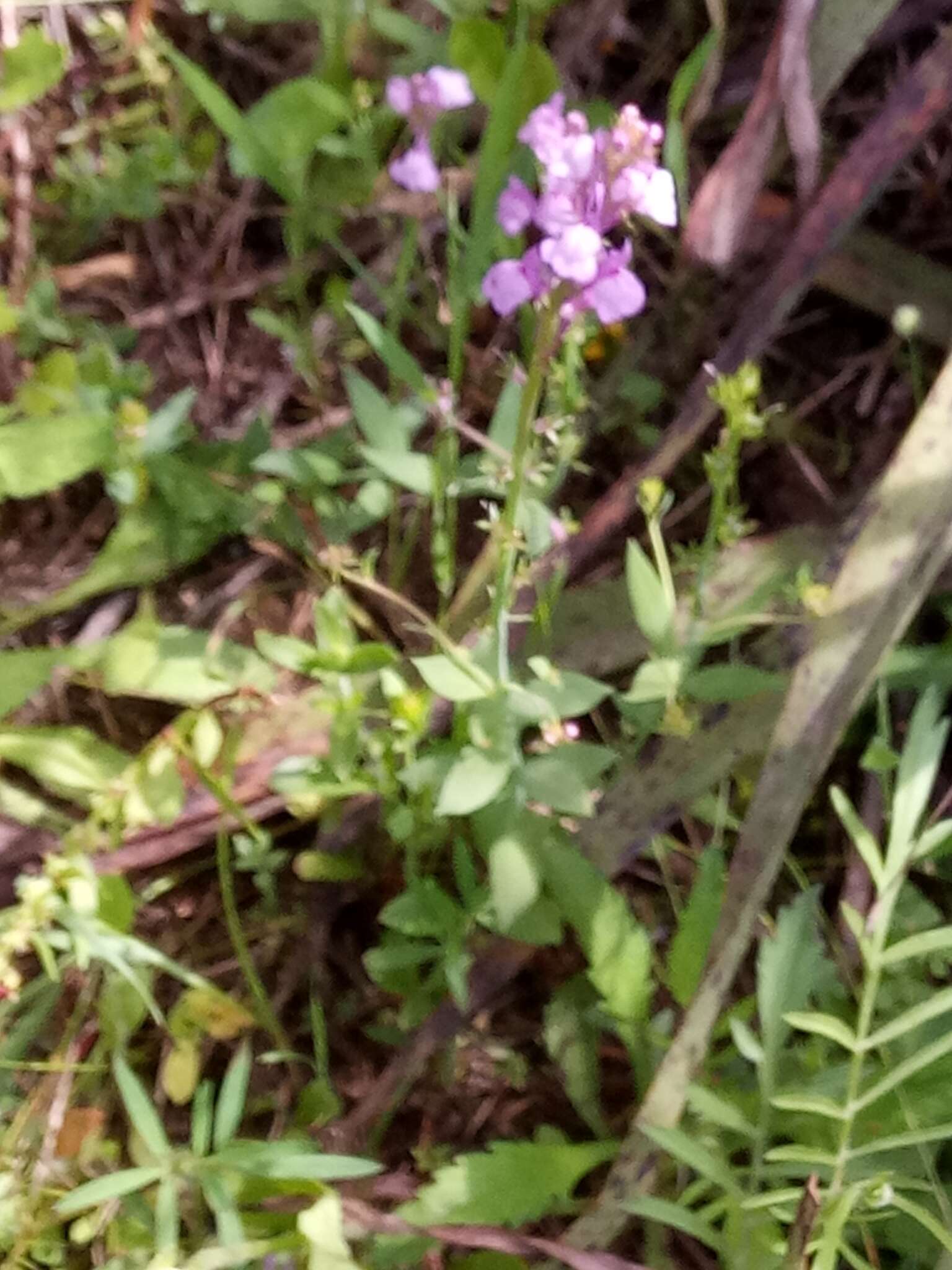 Image of Linaria virgata (Poir.) Desf.