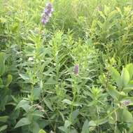 Image of blue giant hyssop