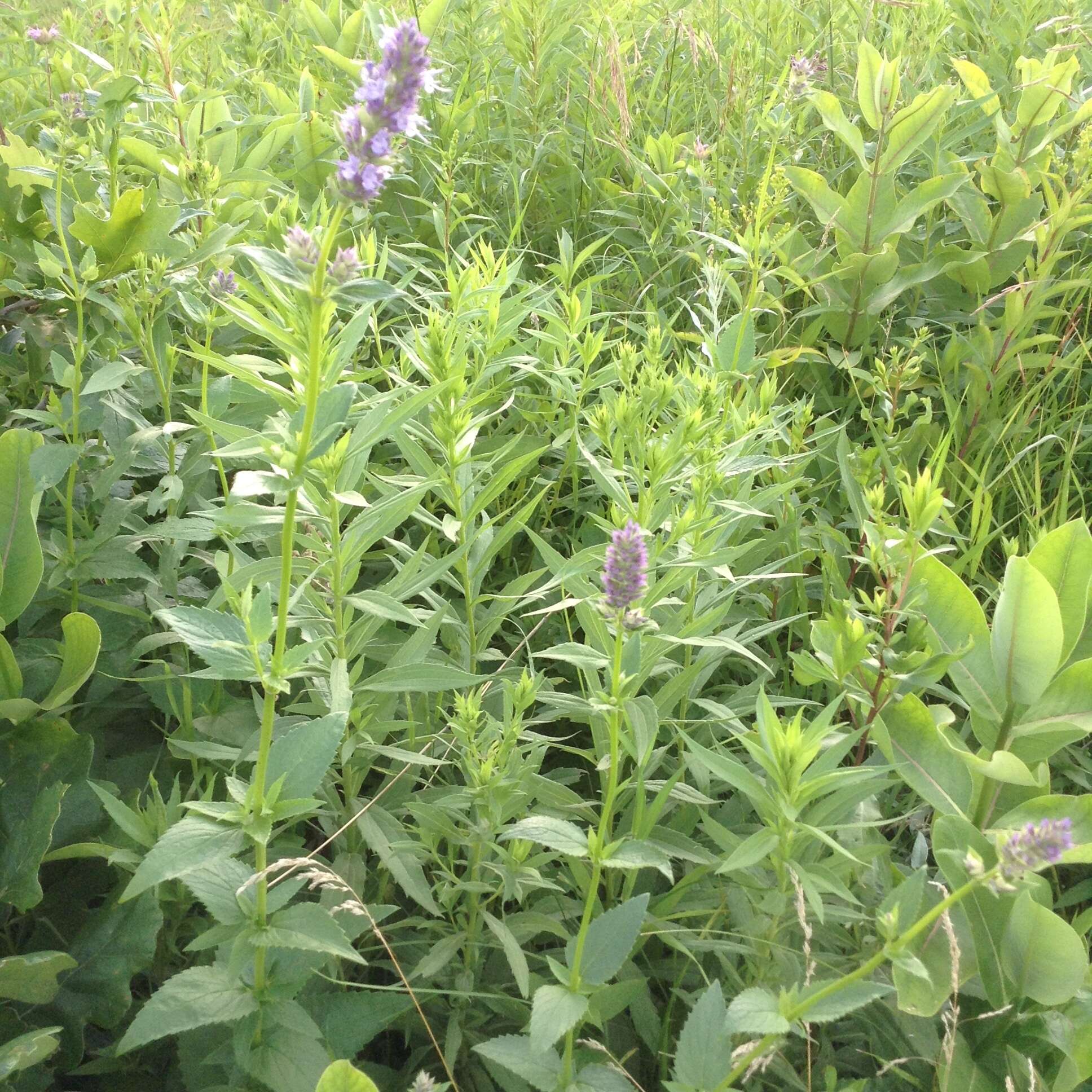 Imagem de Agastache foeniculum (Pursh) Kuntze