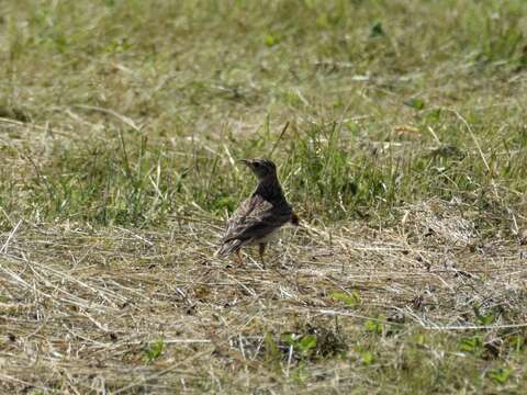 Image of Skylark