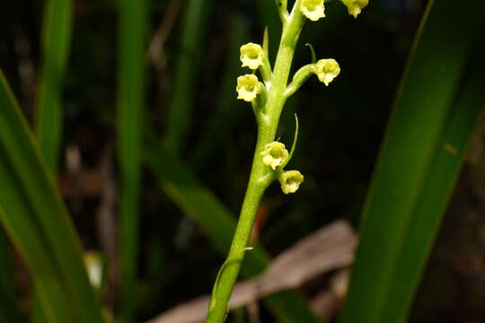 Image of Benthamia chlorantha (Spreng.) Garay & G. A. Romero