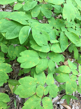 Image of blue cohosh