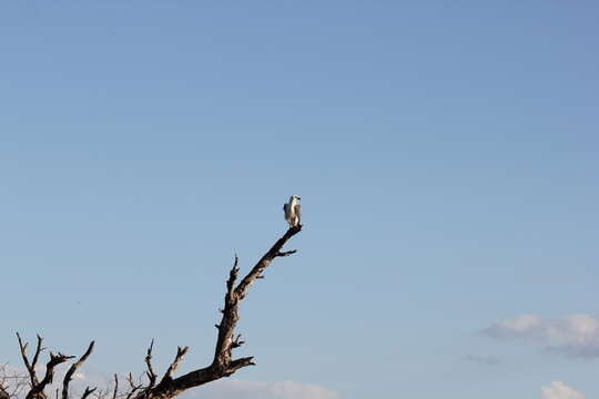 Image of White-bellied Sea Eagle