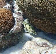 Image of Dwarf-spotted Grouper