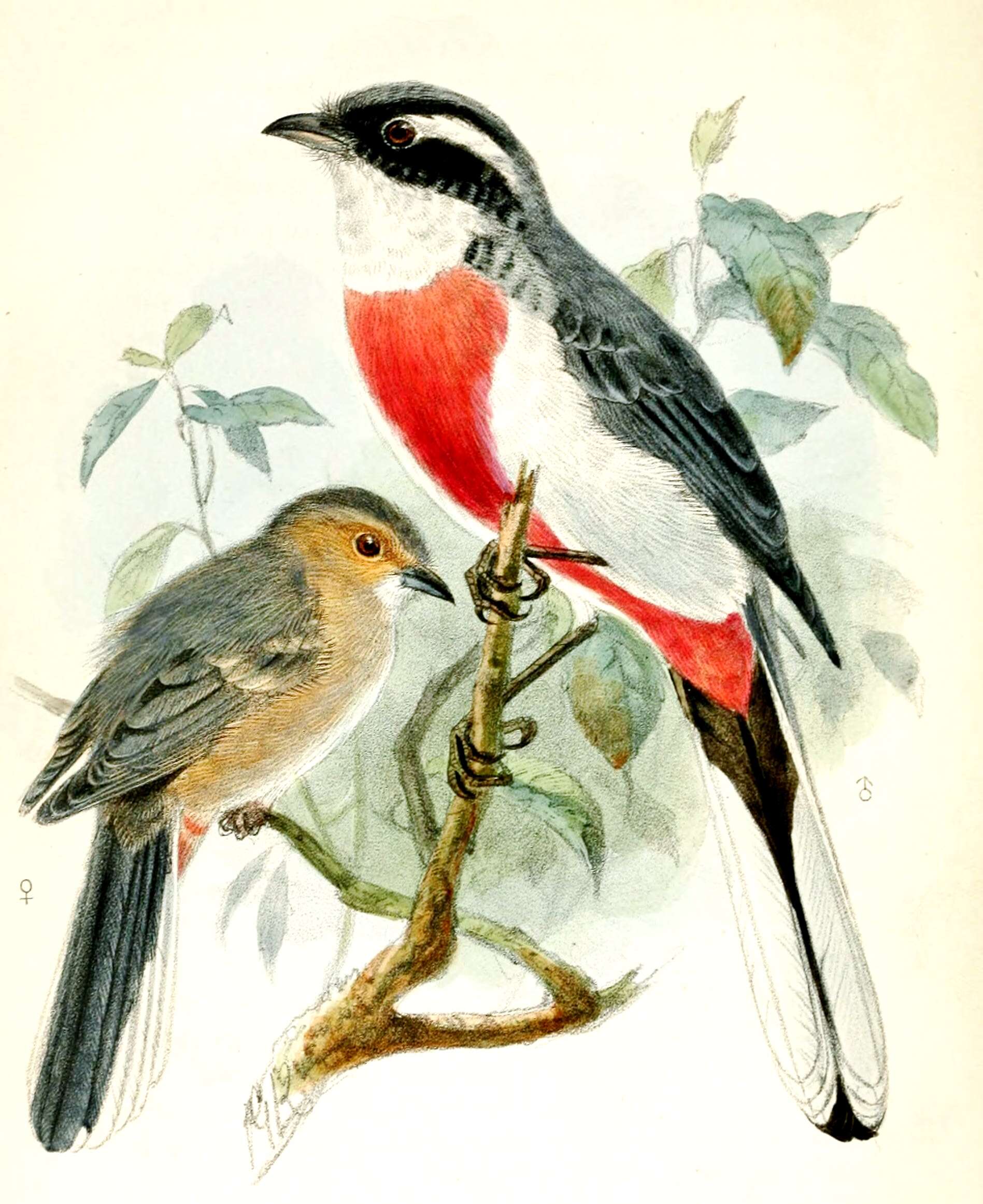 Image of Red-breasted Chat