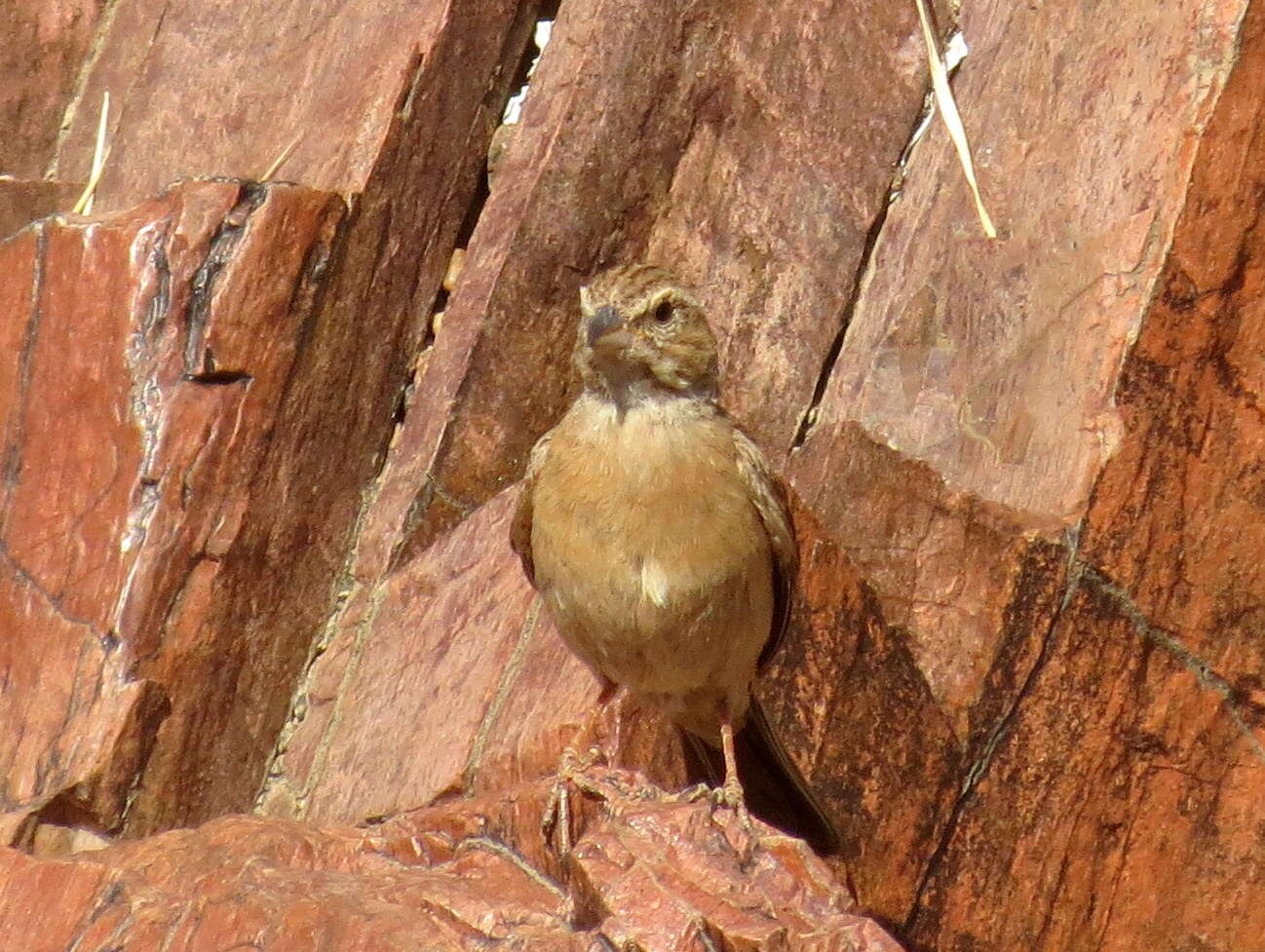 Sivun Emberiza impetuani impetuani Smith & A 1836 kuva