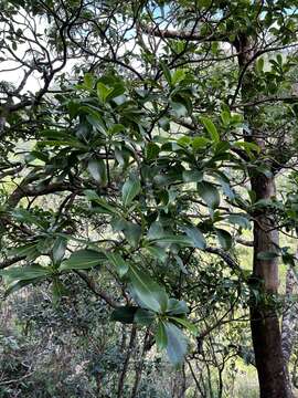 Image of forest wild coffee