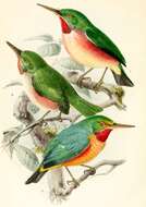 Image of Broad-billed Tody