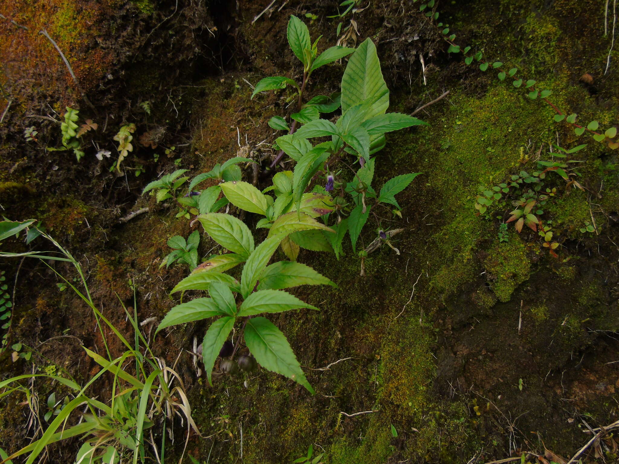 Imagem de Lobelia montana Reinw. ex Blume