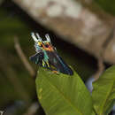 Image of Madagascan Sunset Moth