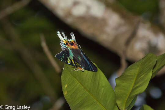 Image of Madagascan Sunset Moth