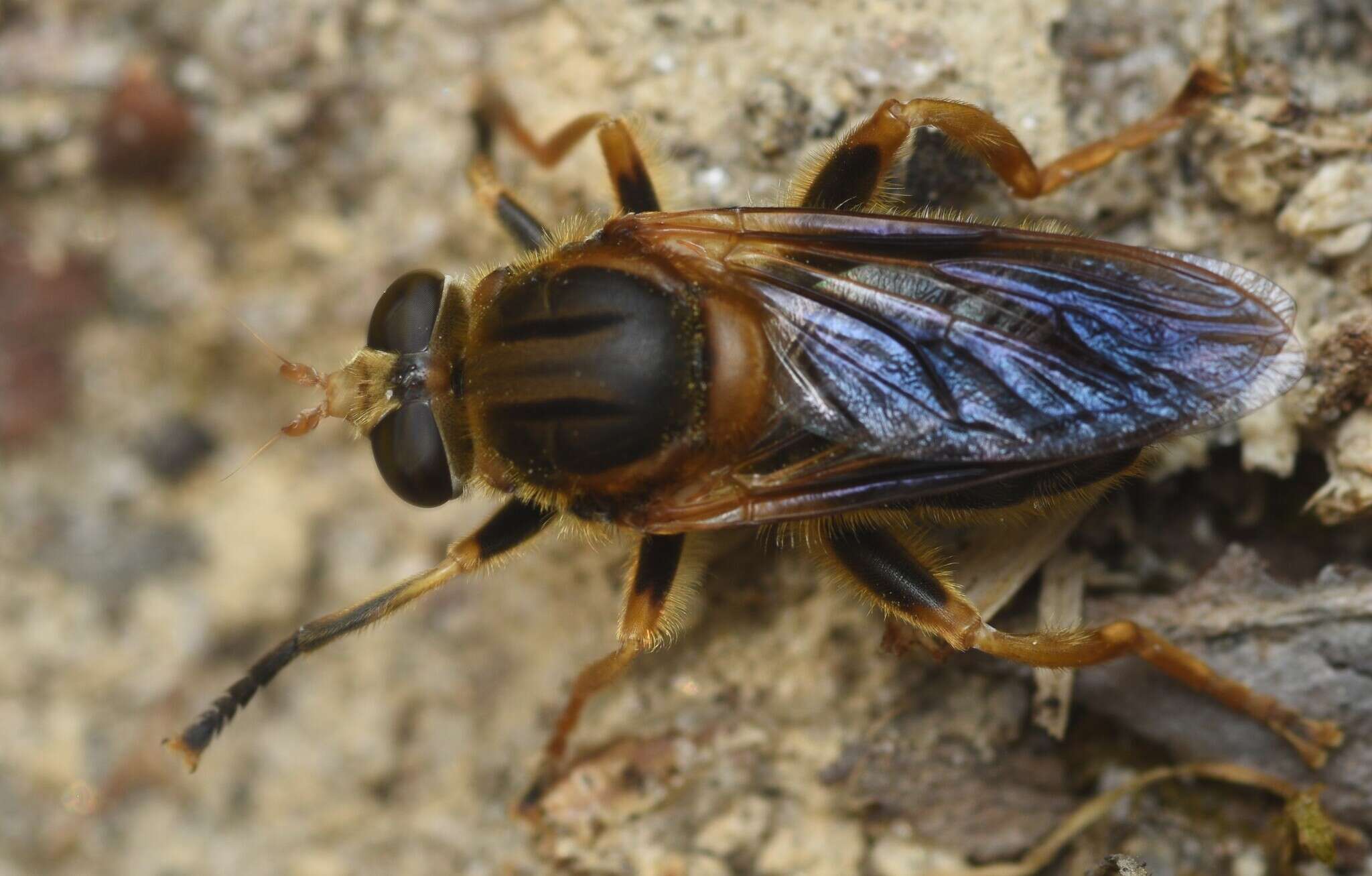 Image of Teuchocnemis lituratus (Loew 1863)