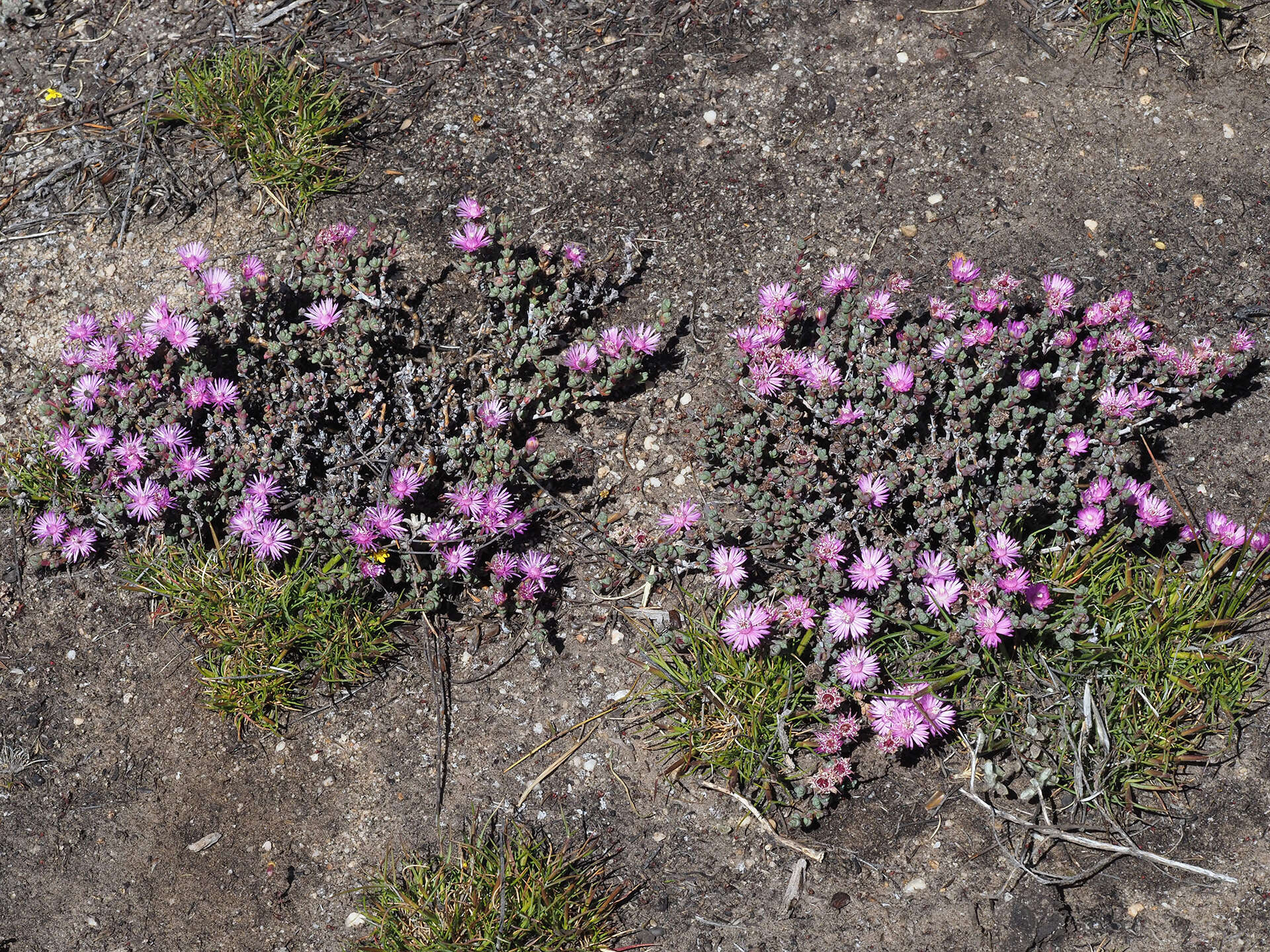 Imagem de Antimima radicans (L. Bol.) Klak