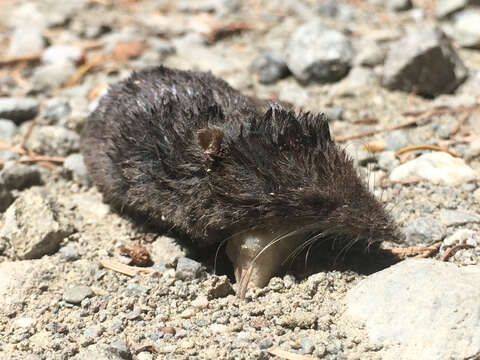 Image of Trowbridge's shrew