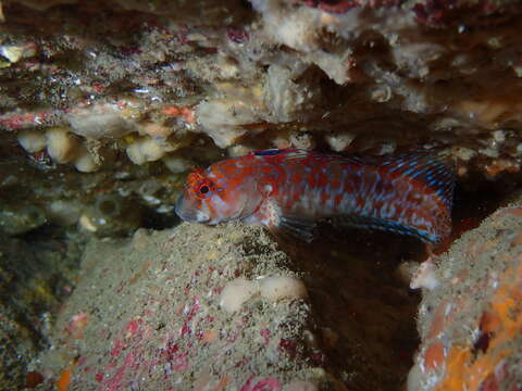 Image of Portuguese Blenny