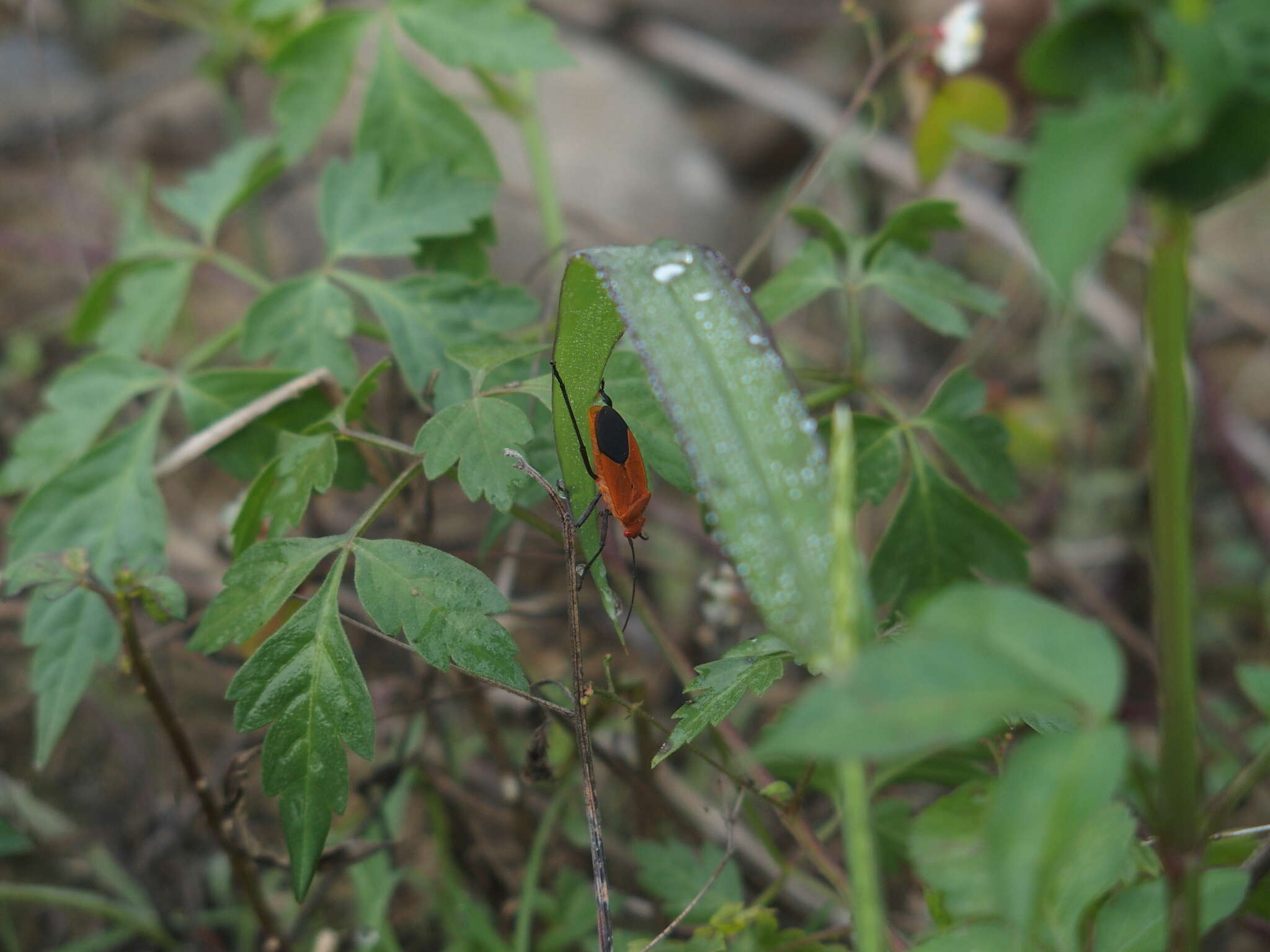 Image of Leptocoris augur (Fabricius 1781)