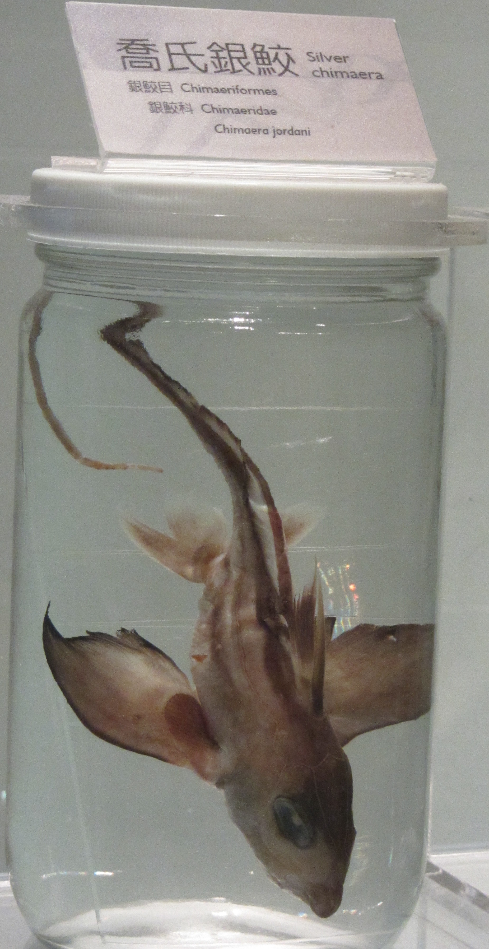 Chimaera Media Encyclopedia Of Life