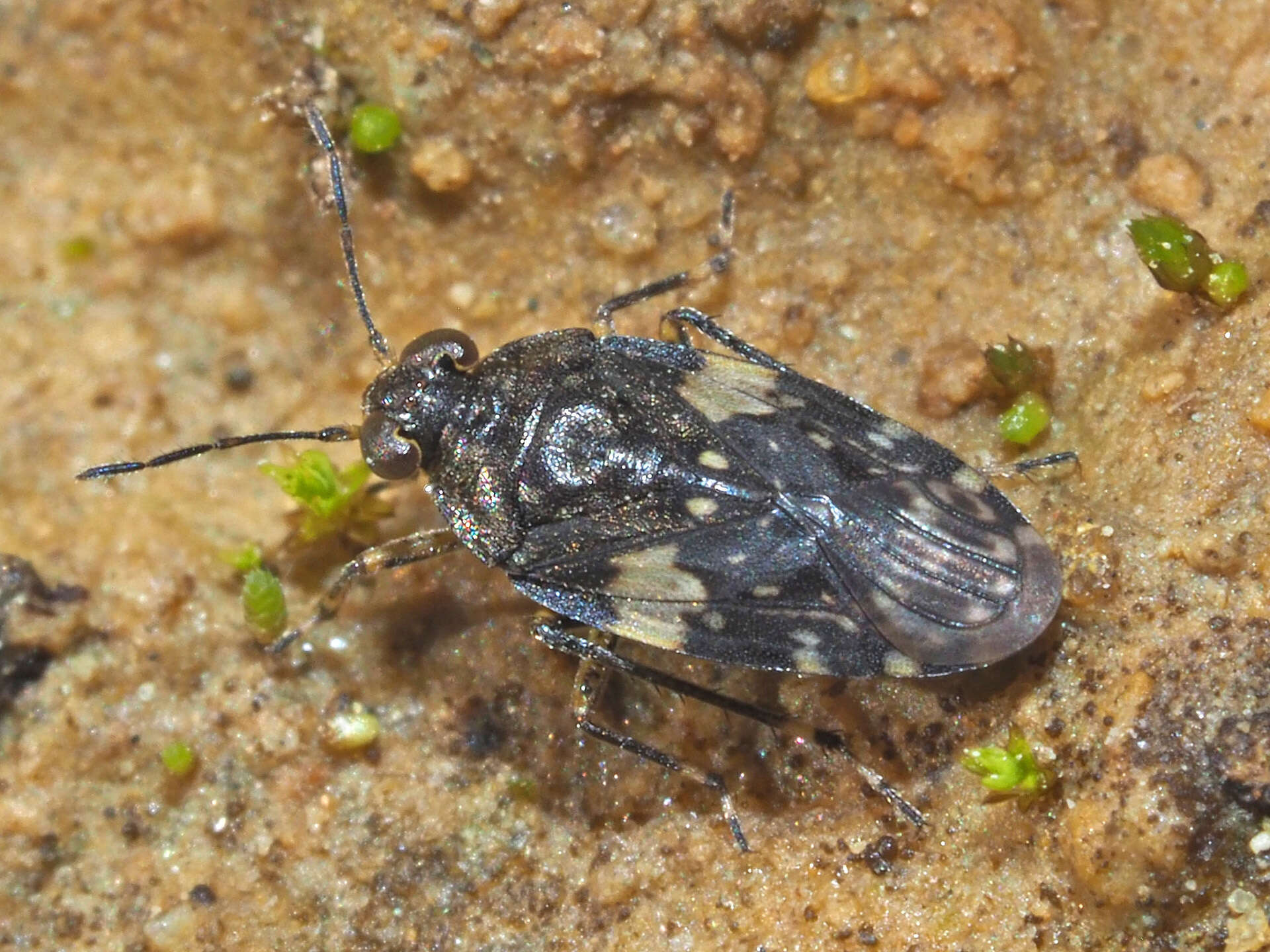 Saldula arenicola (Scholtz 1847)的圖片