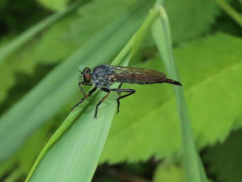 Image of Neoitamus socius (Loew 1871)