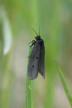 Image de Ethmia pyrausta Pallas 1771