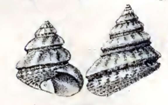 Image of Gibbula fanulum (Gmelin 1791)