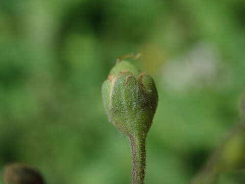 Sivun Scrophularia scorodonia L. kuva