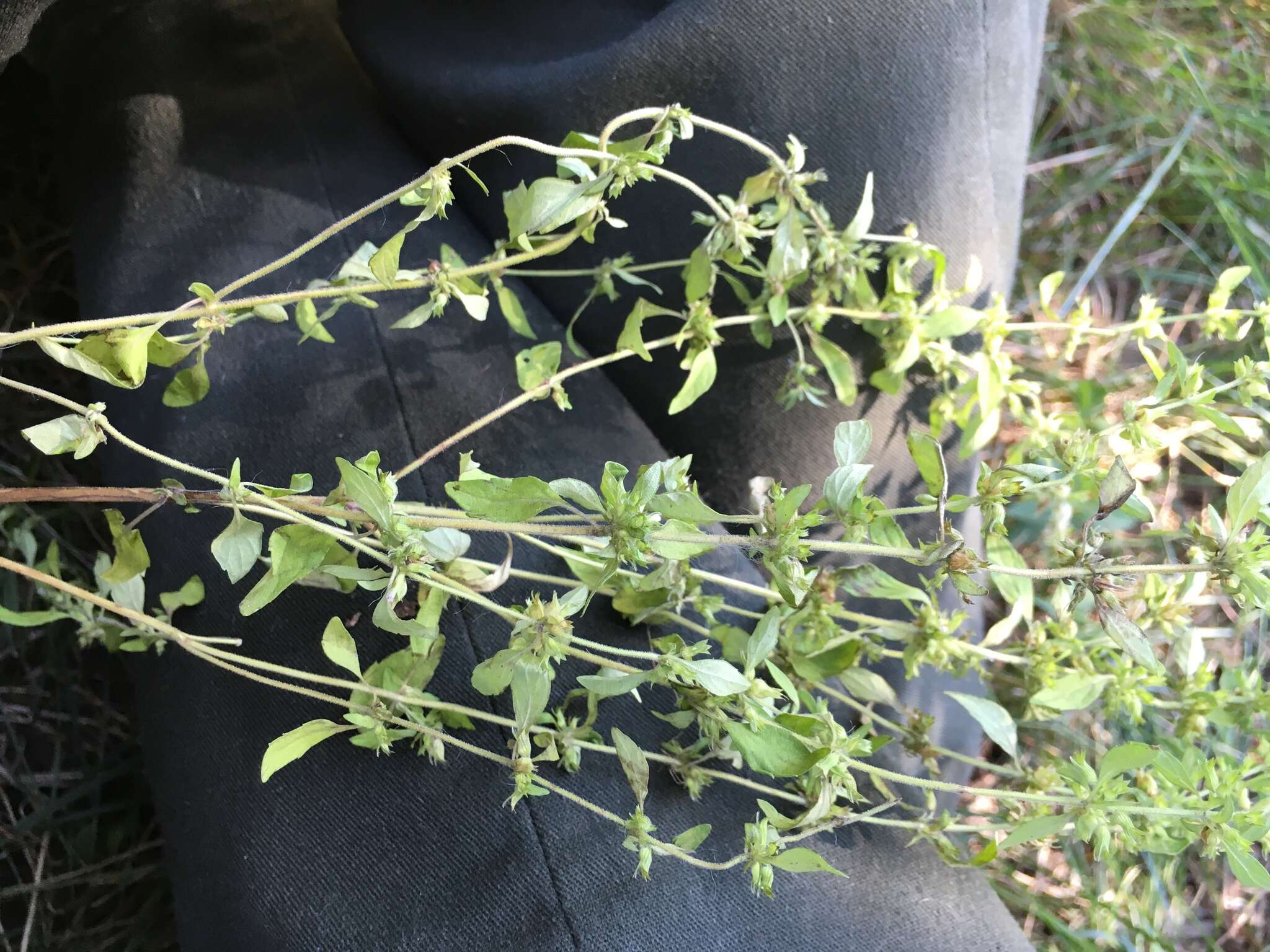 Image of American false pennyroyal