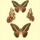 Sivun Graphium browni (Godman & Salvin 1879) kuva