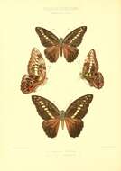 Image of Graphium browni (Godman & Salvin 1879)