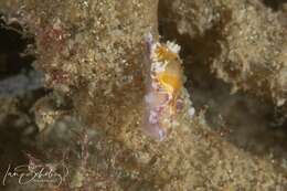 Image of Chromodoris alternata (Burn 1957)