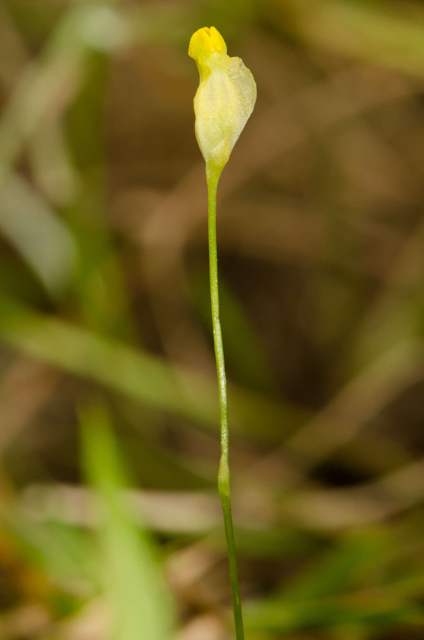 Image of Fahkahatchee Bluethread