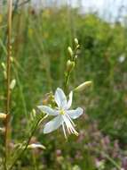 Image of Branched St Bernard's lily