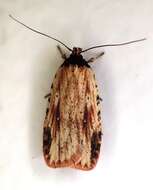 Image de Agonopterix atrodorsella Clemens 1863