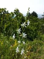 Image of Branched St Bernard's lily