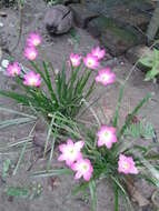 Zephyranthes rosea Lindl. resmi