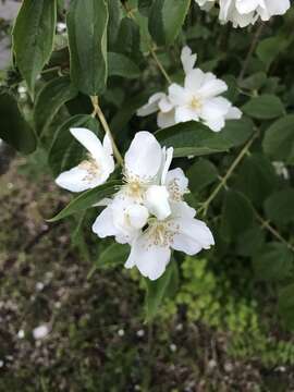 Image of sweet mock orange