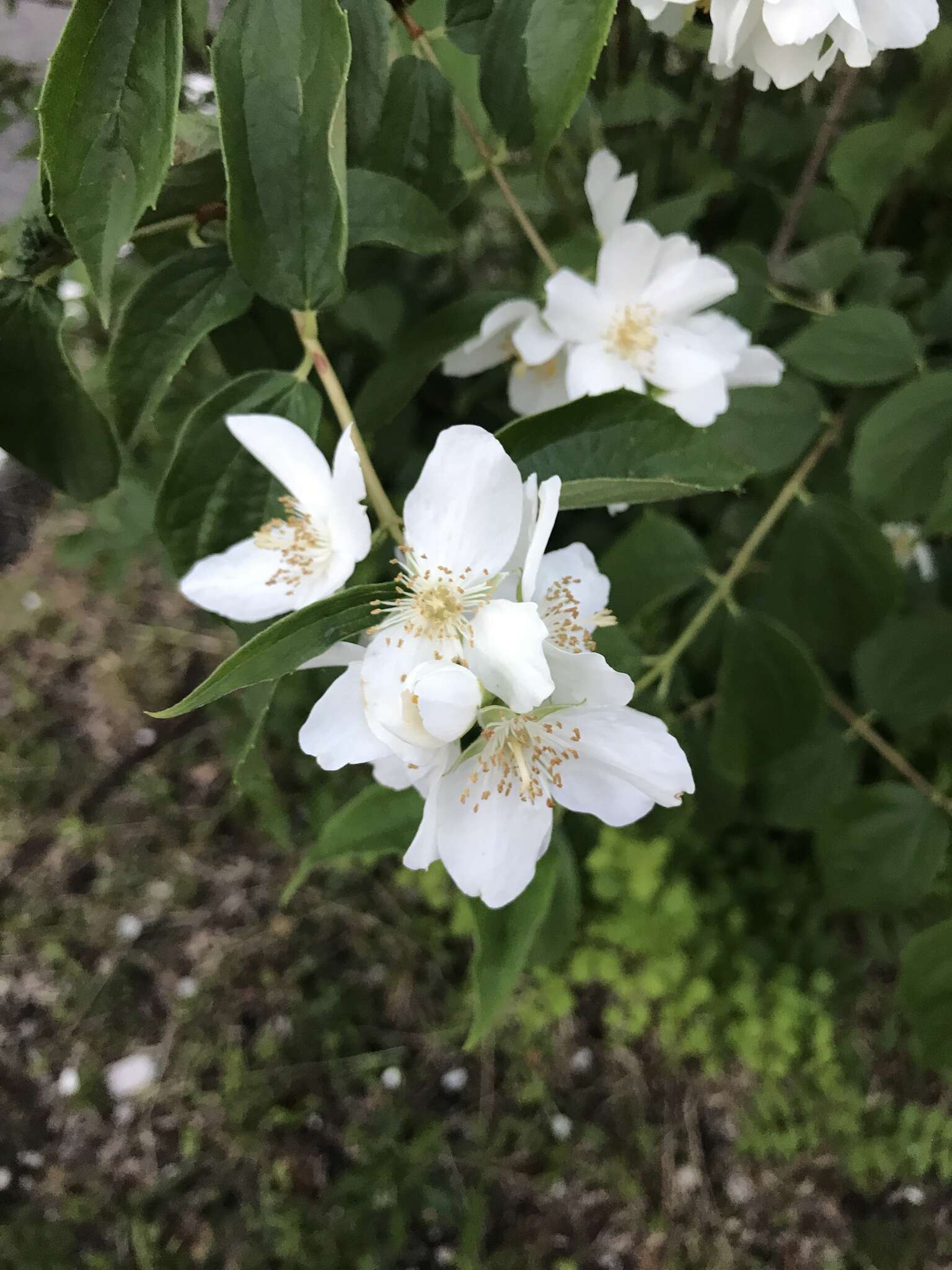 Imagem de Philadelphus coronarius L.