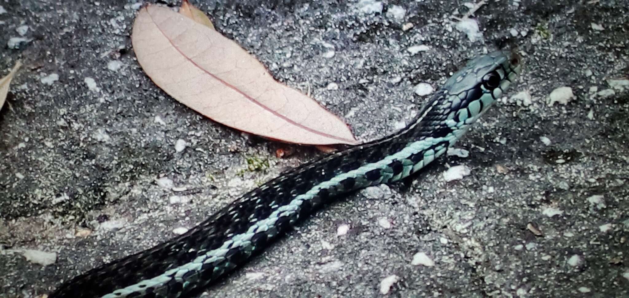 Image of Thamnophis sirtalis similis Rossman 1965