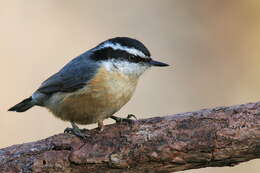 Image of Red-breasted Nuthatch